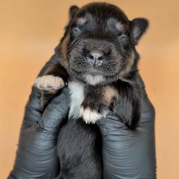 Remi4Boy4- BTM, LING tail, blue eyes likely, CHIC-OFA-DNA-AKC Titled Parents - Black tri-color male Australian Shepherd puppy in South Hill, Virginia from Silverside Aussies LLC
