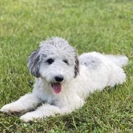 Aussiedoodle Puppies from S & L Oodles of Doodles