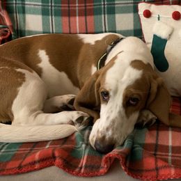 Basset Hounds from Christy's Bassets