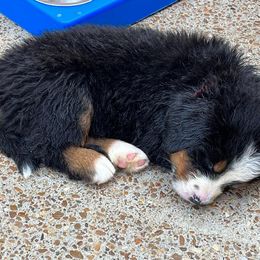 Bernese Mountain Dog Puppies from Alpen Daydream Bernese
