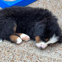 Bernese Mountain Dog Puppies from Alpen Daydream Bernese
