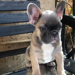 French Bulldogs from Bulldogsarewildkennel