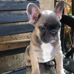 French Bulldogs from Bulldogsarewildkennel