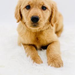 Alice - Golden female Golden Retriever puppy in Elmwood Park, Illinois from Goldens&MiniAussiesWithFinesse