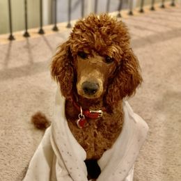 Coco - Poodle