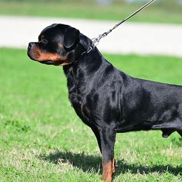 Rottweiler puppies from Von Der Quinn Rottweilers