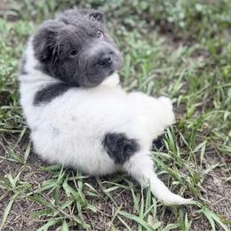 Blaire - Blue dilute female Chinese Shar-Pei puppy in Lehigh Acres, Florida from Florida Wrinkles