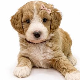 Emmie Faye - Cream female Goldendoodle puppy in Valdosta, Georgia from Designer Doodles of South GA