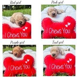 Golden Retriever Puppies from All shades Golden