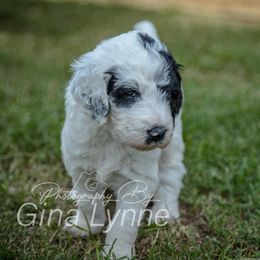 Goldendoodle Puppies from New Moon Farm Goldendoodles