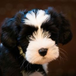 Papillon and Tibetan Terrier Puppies from Corsair Tibetan Terriers & Papillons