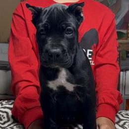 Pink Collar Black - Black female Cane Corso puppy in Clewiston, Florida from Far From Average Kennels