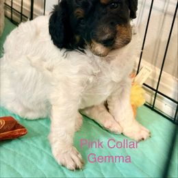 Gemma - Phantom female Poodle puppy in Rock Island, Oklahoma from PinePoint Poodles