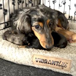 Pepper - Dachshund