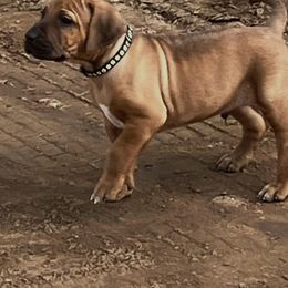 Rhodesian Ridgebacks from JA Rhodesians