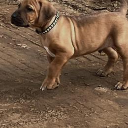 Rhodesian Ridgebacks from JA Rhodesians
