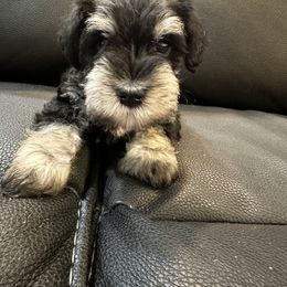 Miniature Schnauzer Puppies from Krystal Grubbs