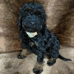 Mindy - female Goldendoodle puppy in Eau Claire, Wisconsin from Fisher River Doodle's