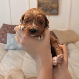 Mocha - Apricot female Goldendoodle puppy in Atlanta, Georgia from Cedarcrest Goldendoodles
