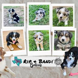 "Classic Country Litter" Miniature Australian Shepherd Puppies from Integrity Aussies Tx