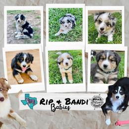 "Classic Country Litter" Miniature Australian Shepherd Puppies from Integrity Aussies Tx