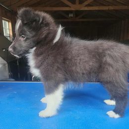 Dora - Black and white female Shetland Sheepdog puppy in Weedsport, New York from M&M Shelties and Smooch-A-Bulls English Bulldogs