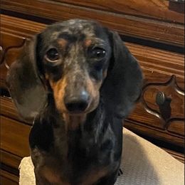 Paisley - Dachshund