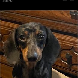 Paisley - Dachshund