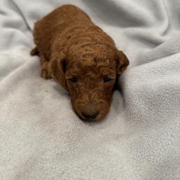 Orange collar - Red  male Poodle puppy in Riverside, California from Riverside red poodles