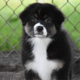 Fendi - Black tri-color female Australian Shepherd puppy in Easton, Missouri from MMA Kennel