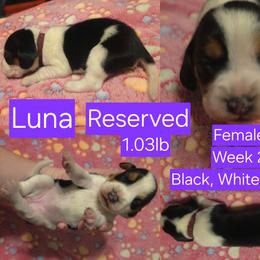 Luna-Purple Female - Black white and tan female Beagle puppy in Bemidji, Minnesota from Nse Farms Beagles