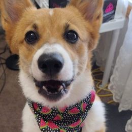 Pembroke Welsh Corgis from Mollies Corgis