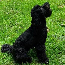 Bella Boo - Cockapoo