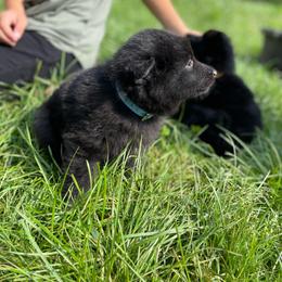 AKC Bobby - Black male Belgian Sheepdog puppy in Hastings, Minnesota from Century Hills Farm