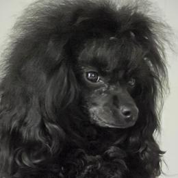 Molly - Poodle