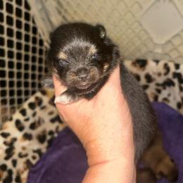 Lucky - Tri-colored male Pomeranian puppy in Zavalla, Texas from Precious Puff Poms