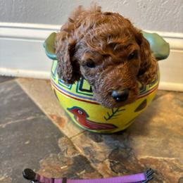 Purple Collar - Red  male Poodle puppy in Henagar, Alabama from Windy Oak Kennels