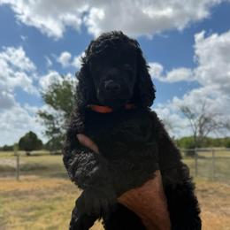 Boy Red - Black male Poodle puppy in Lakehills, Texas from Simply Southern Retrievers, LLC