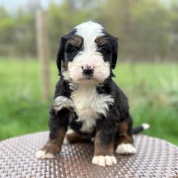 Girl 5 - Tri-color female Bernedoodle puppy in Montrose, Michigan from Livy’s Doodles