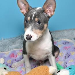 Azur...Blue tri male, 1,1 - Blue cream and white male Basenji puppy in Eugene, Oregon from Basenji Puppies