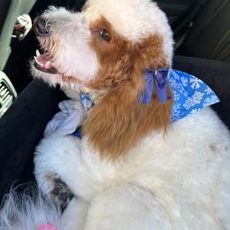 Goldendoodle All Grown Up from Goldendoodle AZ