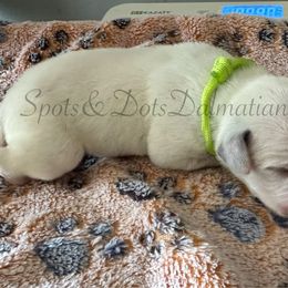 Lime Green - White and black female Dalmatian puppy in Jacksonville, North Carolina from Spots and Dots Dalmatians