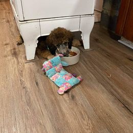 "Aurora May 2021" Poodle Puppies from Paddock's Purebred Poodles