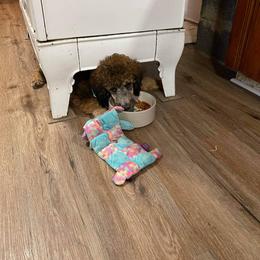 "Aurora May 2021" Poodle Puppies from Paddock's Purebred Poodles