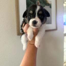 Liberty - Black and tan female Pembroke Welsh Corgi puppy in Red Bluff, California from Wilder Ranch Corgis