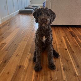 Bernedoodle Puppies from Doting Doodles