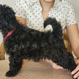 Ms Red - Black female Pumi puppy in Albuquerque, New Mexico from Marylynn's Pumis