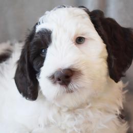 Australian Labradoodle Puppies from Frosty Hill Australian Labradoodles