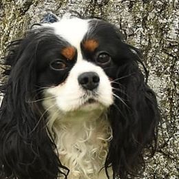 Winston - Cavalier King Charles Spaniel