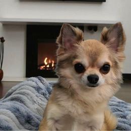 Kai - Chihuahua